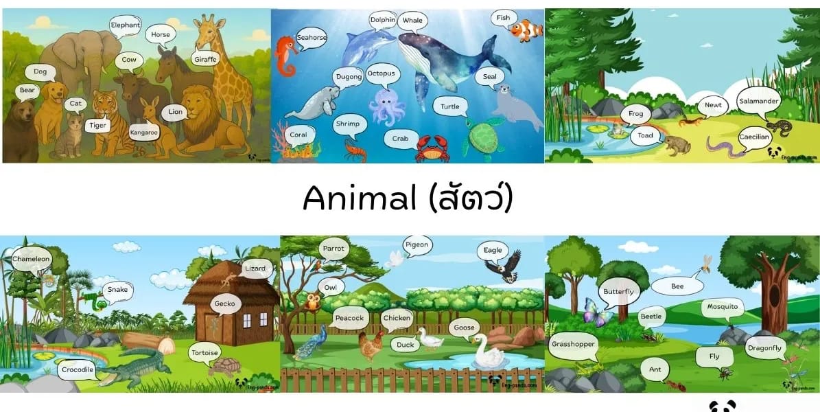 Animal สัตว์
