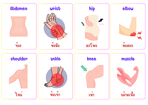 อวัยวะภายนอกภาษาอังกฤษ